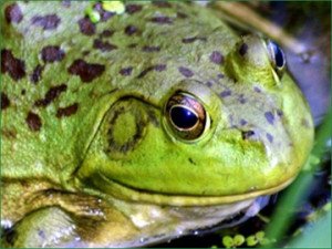 Vermont State Parks tweet media