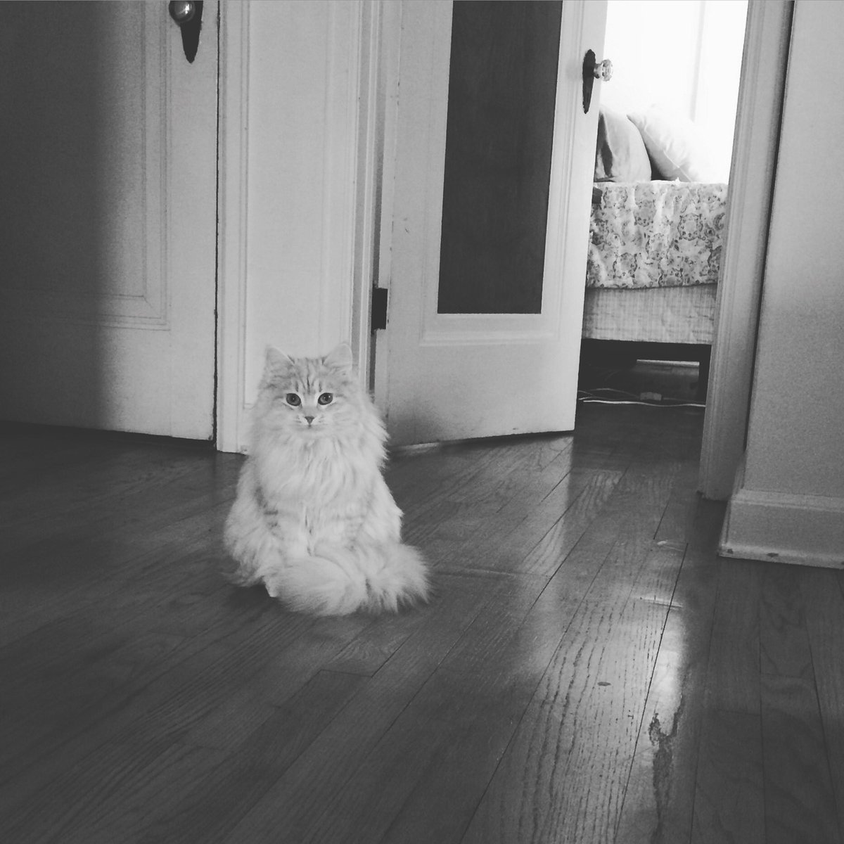 fearlessali's tweet photo. The face I get when I leave for work. #guilttrip #Riese #siberiancat https://t.co/aF9DuuUYPV