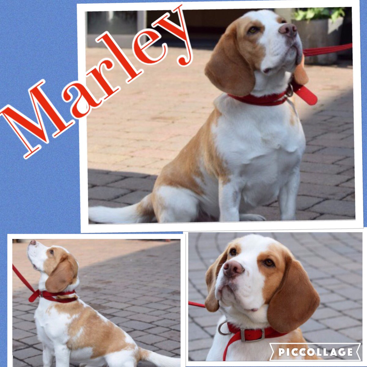For adoption Marley is in the care of Battersea dogs and cats home battersea.org.uk/apex/webprofil…