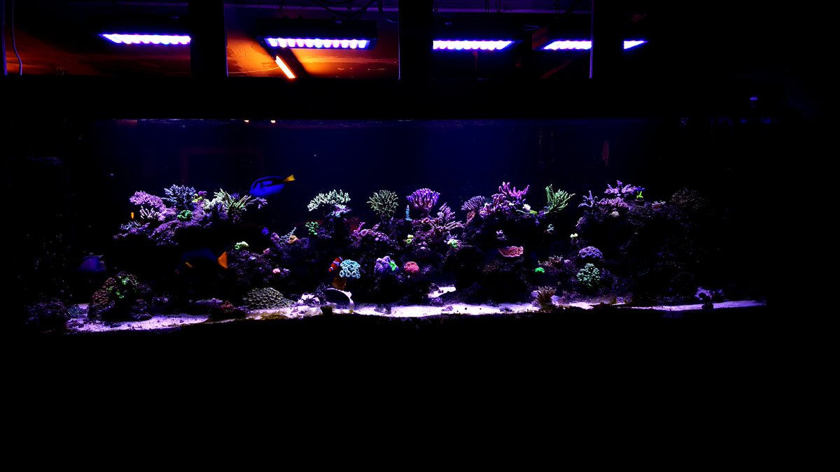 borderpatrolnp's tweet photo. 300 gal sps dominated reef tank. #fuzzysticks #dory https://t.co/HyMwAqVJOS