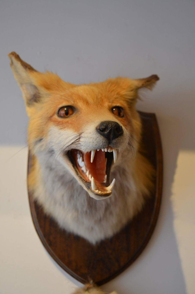 *MISSING* An opportunist thief stole Todd the fox last week. 😪 Please rt to help bring him back. #stolen #Fox