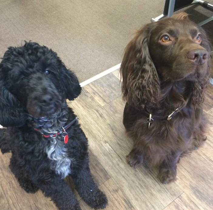 Nestival_INTRNL's tweet photo. Pup cannae wait 2 c his Buddy #pint @buster_pops @PaulSullivanpr  #Dogsdofringe @EdinburghHound @EarlOfMarchmont https://t.co/of518tU2Qw