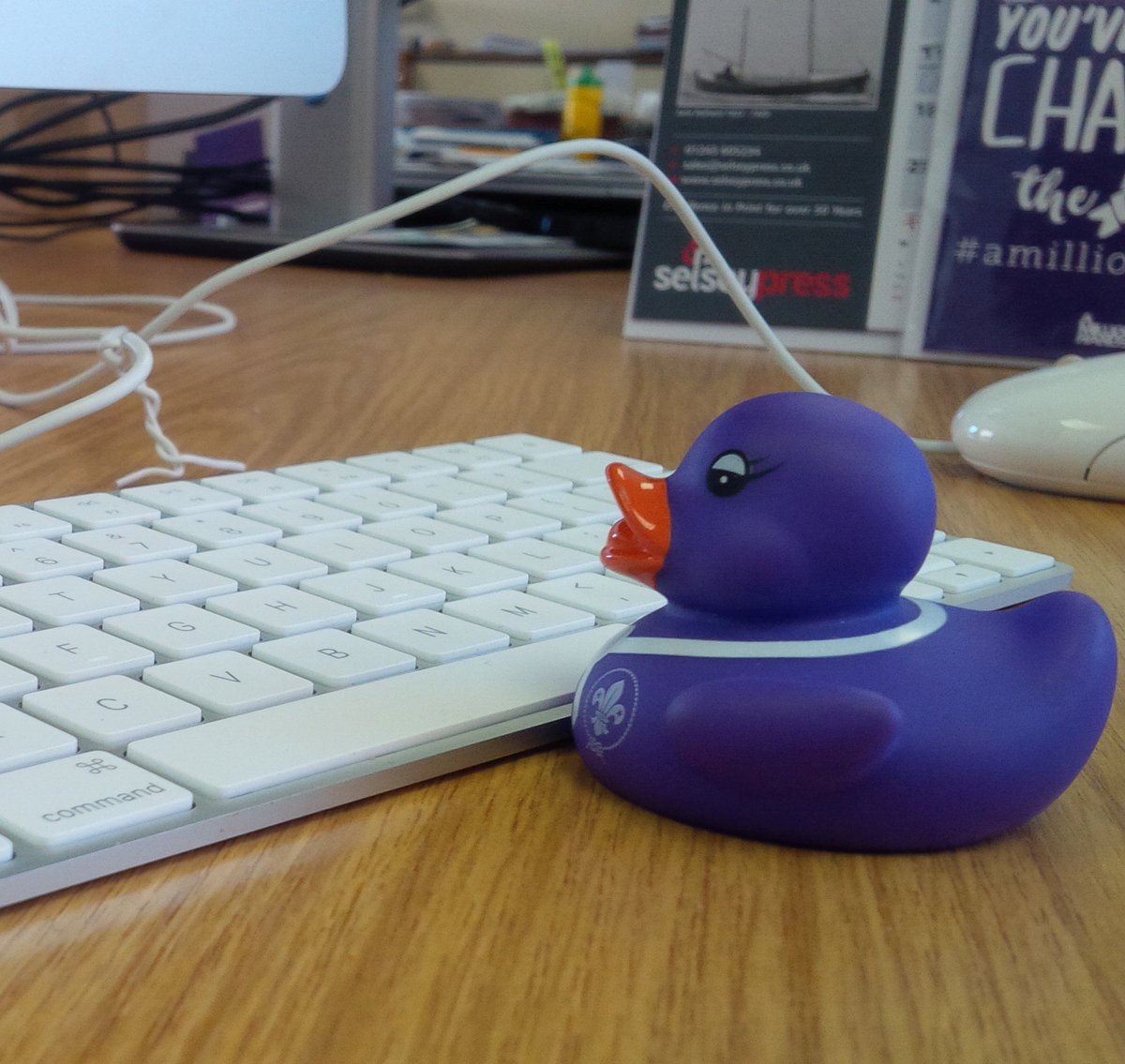 scoutstore1917's tweet photo. #DavetheDuck is back to #work after a great weekend in #Italy! 🌅 https://t.co/74VQyrFy10