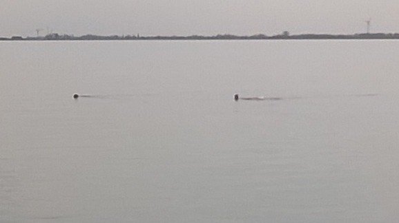 Het zwemseizoen op #Visserseiland is begonnen. Man en hond genieten van #Hoorn aan Zee.