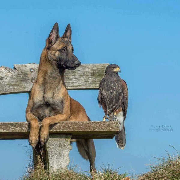 OiOiMillwall's tweet photo. @vezzolini Watch the birdie ! https://t.co/4YLLoM7QH9