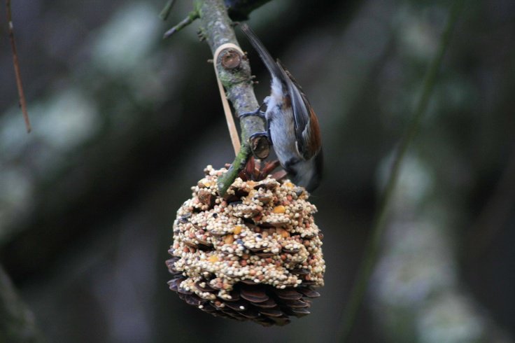 AtGables's tweet image. We will be making bird feeders on Wedn. 13th April at Red Gables, from 1.30 to 3.30. Cakes galore.  01449 673947.