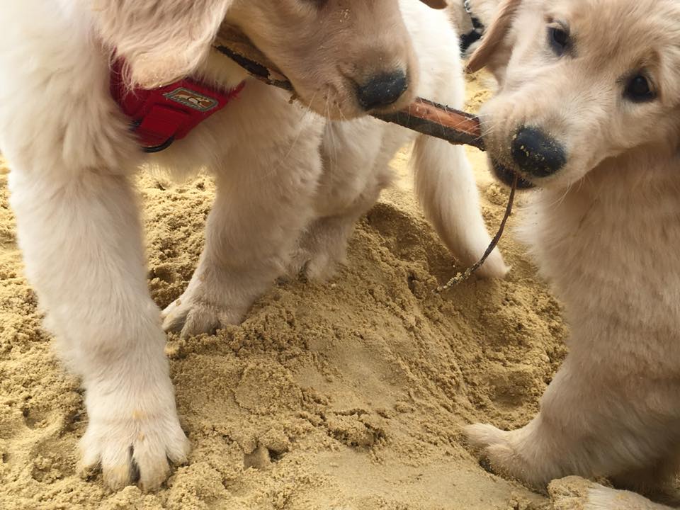 humaneworldorg tweet picture