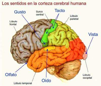 AmarantoTO's tweet image. Representación de los sentidos en #CortezaCerebral.