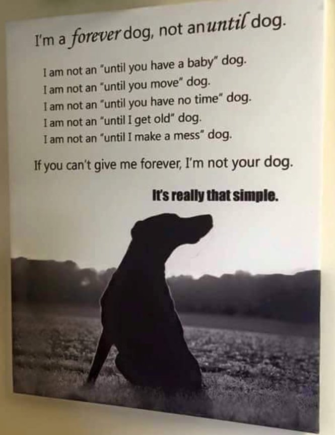 ICOD_Catalog's tweet photo. I'm a Forever Dog . . . https://t.co/ZFotUBAOYr