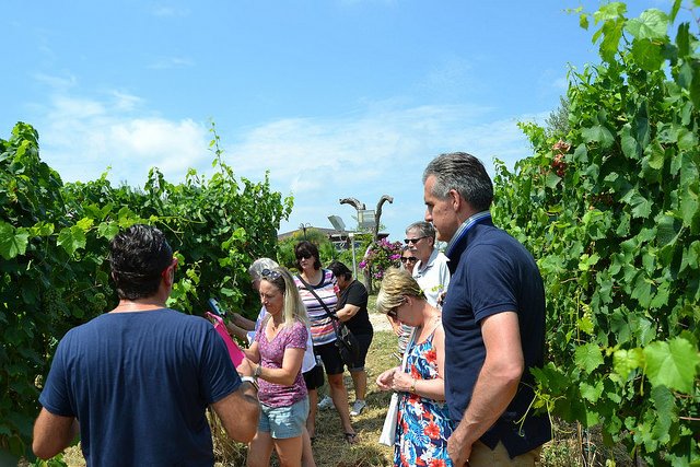 SweetItalia's tweet photo. The colorful and relaxing atmosphere of #Abruzzo vineyards https://t.co/Ct9psemmRs