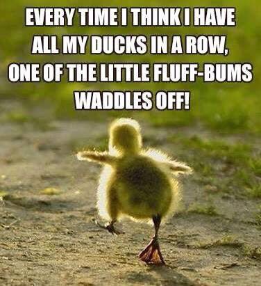 ThriveWithJody's tweet photo. How cute is this? Do you have your emergency fund set up? #ThriveBoss #WorkFromHome #mompreneur #daveramsey https://t.co/px2nCujlE9