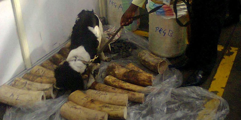 AWF_Official's tweet photo. Our dog teams at JKIA airport are a real force—they've already apprehended smugglers of ivory & pangolin! #LearnAWF https://t.co/DK8K0HTQ77