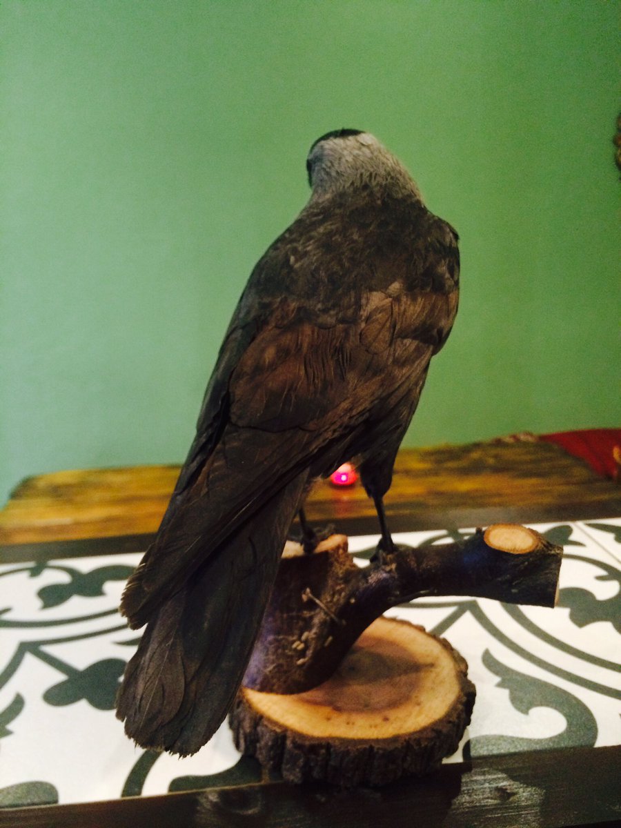 Sadly Jackdaw has ceased trading,The business is for sale. Thank you so much for all your support. #hackney #london