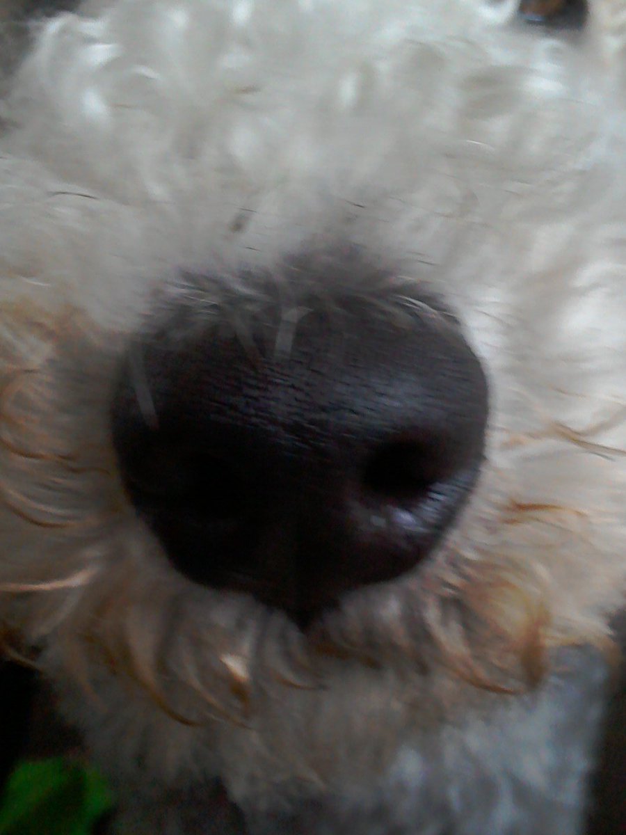 Bedlington_Blue's tweet photo. #NoseOff yeah no biggie.😝 https://t.co/qRw8cFG3pL