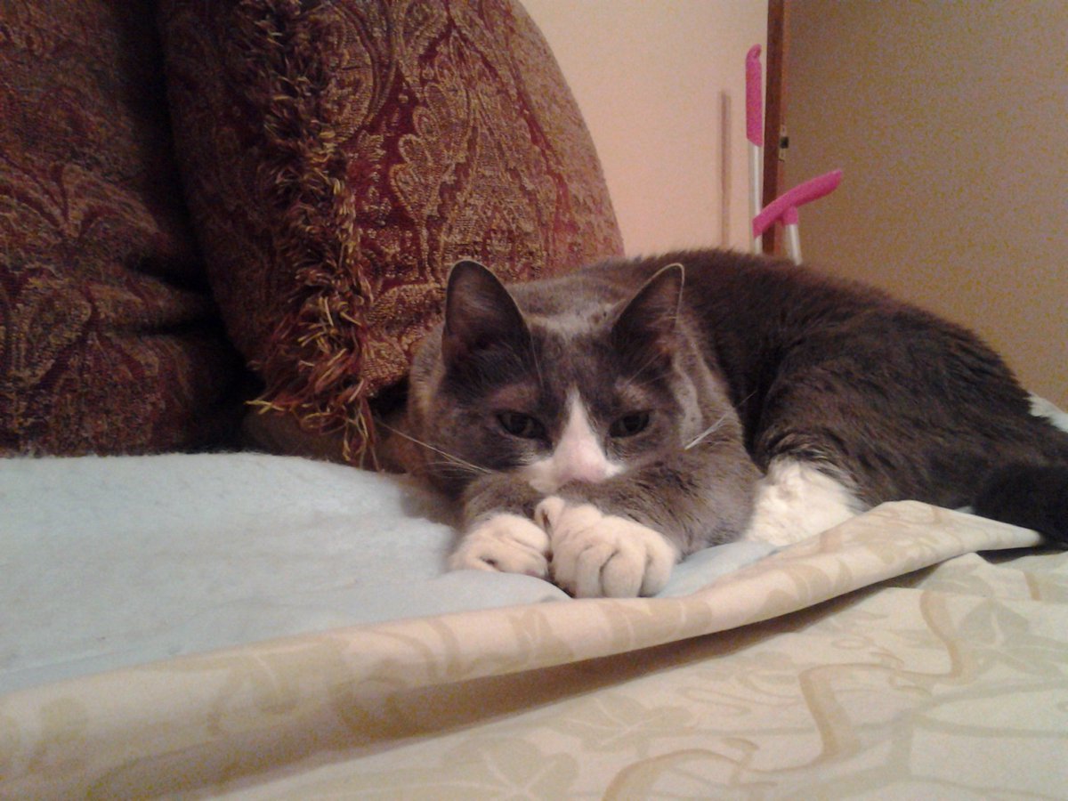 WMAPRadio's tweet photo. @wowhiskers @sternshow Meet the WMAP Radio mascot, George #kcarmstrong #wmapradio https://t.co/bIhqMdpNT2
