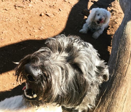 olliebearsf's tweet image. Perfect time to practice calm &amp;amp; relaxation, in the demanding heat 🔥🔥🔥 #sfdogs #dogs ollieandbear.com