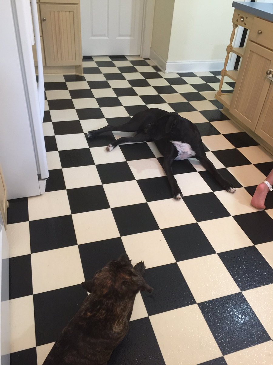 k9kayaks's tweet photo. #Caution #Kitchen #Hazards 😂😂 @LucyFan4 @dreneehawkins @NicDavisNotes @HarleyQuinnDog @CarrieS246 @jannerpilgrim https://t.co/YKGp5a1pKo