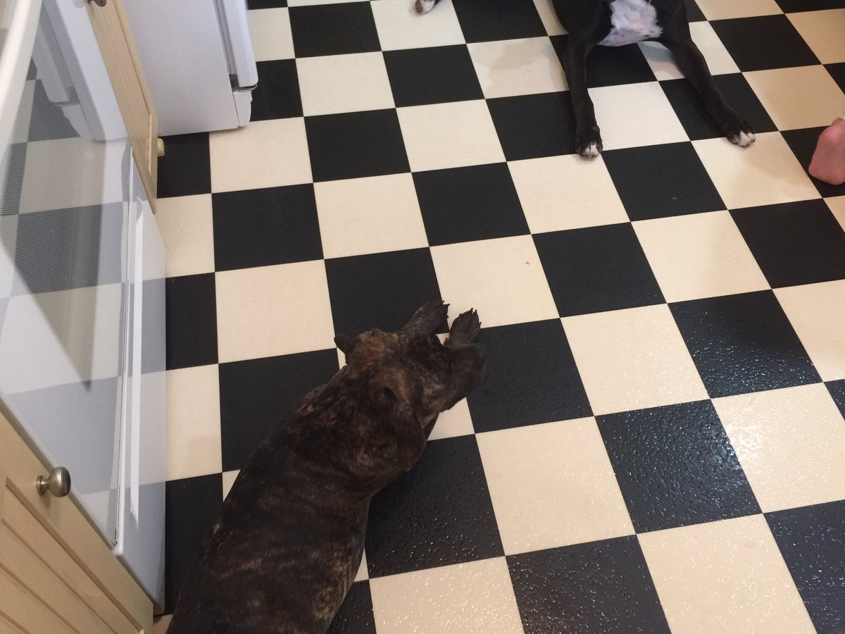 k9kayaks's tweet photo. #Caution #Kitchen #Hazards 😂😂 @LucyFan4 @dreneehawkins @NicDavisNotes @HarleyQuinnDog @CarrieS246 @jannerpilgrim https://t.co/YKGp5a1pKo
