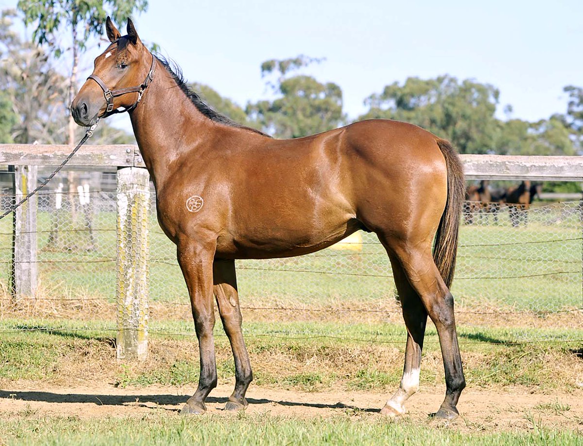 Andromeda_AUS's tweet photo. #Sale - PROSE x TEOFILO '14 COLT - June 7th -9th '16 @MagicMillions - Details + more images: https://t.co/paY4yz6SUc https://t.co/NZwhPAU48B