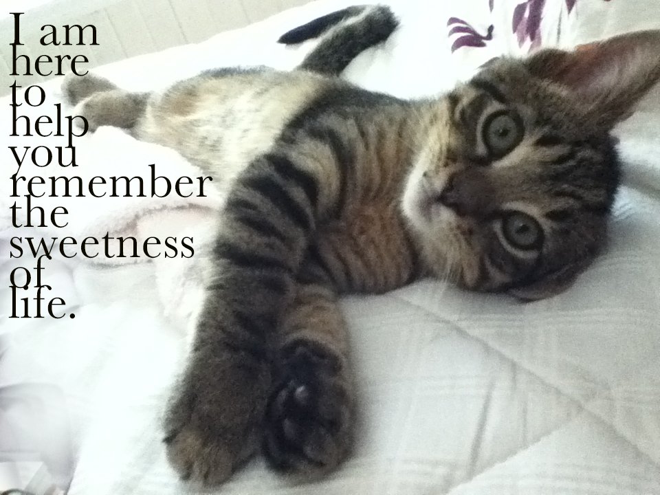 WendyLilyTiger's tweet photo. Remember the sweetness in life https://t.co/8l0KQJaW35
