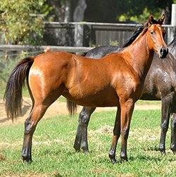 Andromeda_AUS's tweet photo. #Sale ZOFFANY – SACRED SPIRIT ’14 FILLY - June 7th -9th '16 @MagicMillions QLD - More images:https://t.co/pKLPnlFl0o https://t.co/YVyAPmgWGs