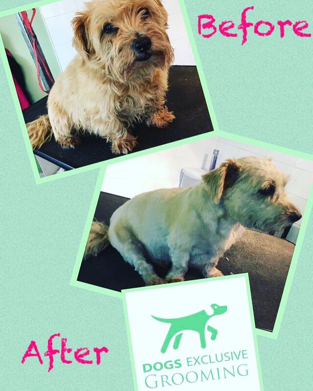 de_grooming's tweet photo. Marvellous Max visited us this evening #doggrooming #norfolkterrier https://t.co/94Hgheyrrn