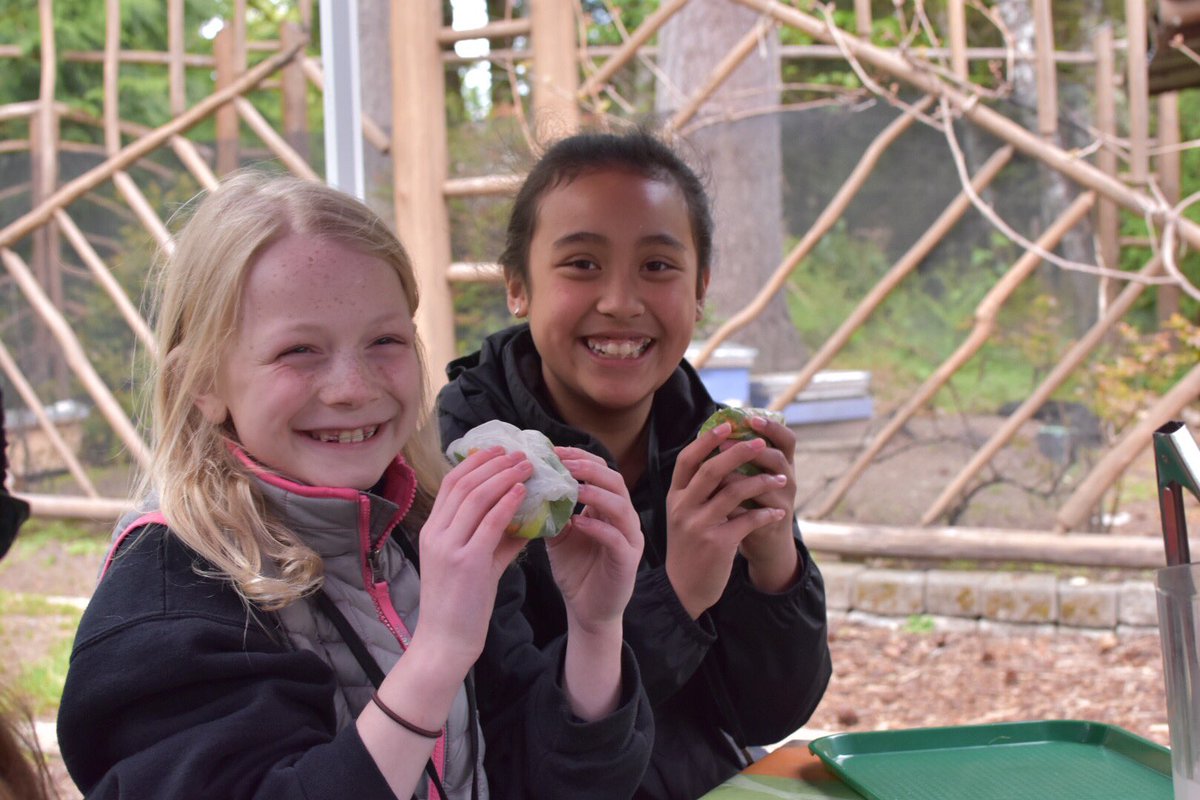 ForestRidgeMS's tweet photo. Soil to snack--Team Thunder harvested herbs &amp; made fresh spring rolls. Yum! #gr5 #Islandwood https://t.co/W11oFSeiOE