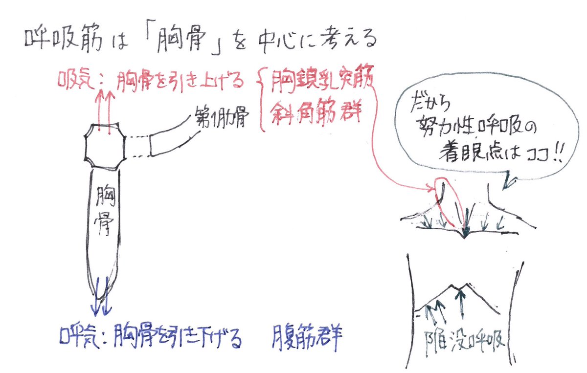 民谷 健太郎 医学教育 救急科専門医 Ar Twitter 解剖生理 主な呼吸筋です 臨床的には努力性呼吸が無いかを観察するのに役立つ知識です 胸骨を上げるのか 下げるのかを考えます ちなみに外肋間筋は胸骨を引き上げるので吸気に関わります 最大の呼吸筋は