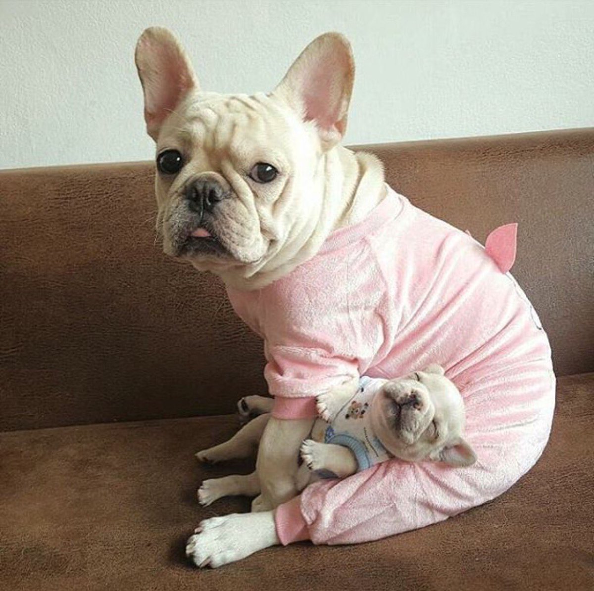 Frenchie_rescue's tweet photo. jimmy jams β
mini me teddy β
#kiss me good night face β
#sleeptight #Frenchies ππ #FBNROSA #AnimalRescue https://t.co/bTMvuhgO3h