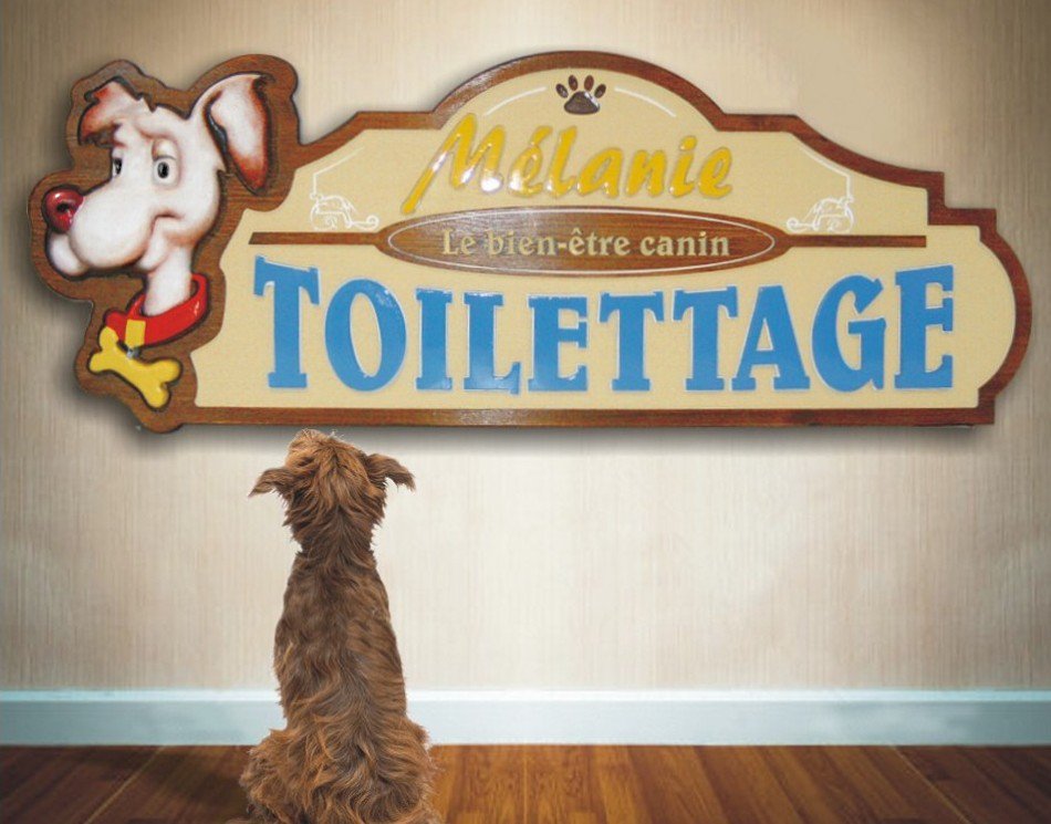 sascombigraf's tweet image. Un nouvel admirateur pour l&apos;enseigne de toilettage en bois de mélèze.