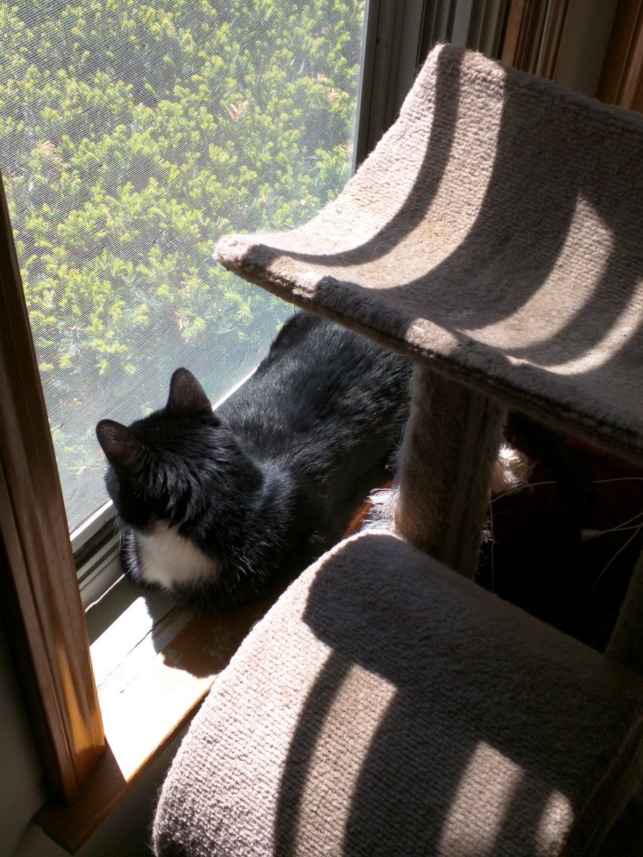 KeeblerRallycat's tweet image. Tuxedo loafin in the window #CatsOfTwitter #tunatuesday