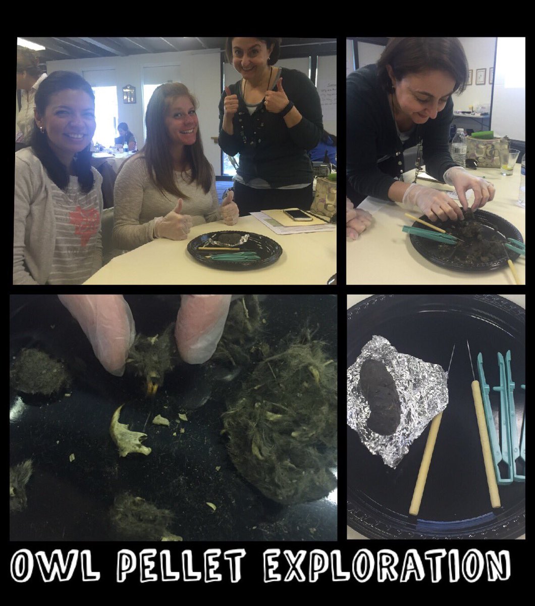 Owl exploration #NGSS #Biology #Scientists #OwlPellets @kellya1083