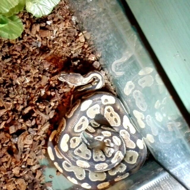 LifeAtWarpSpeed's tweet image. #pithon #regius #movimiento #timelapse #snake by komahdrejah ift.tt/1qGqg40