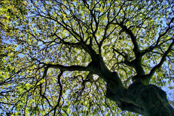 El secreto de las plantas para convertir la luz en combustible.
#Maturin #Monagas goo.gl/6ucIO7