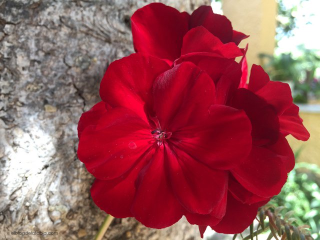 latabla_blog's tweet photo. No es un geranio, es el geranio más bonito que he visto (aproximadamente) Hybrid pelargonium"Calliope Dark Red" https://t.co/9UokzrJJoN