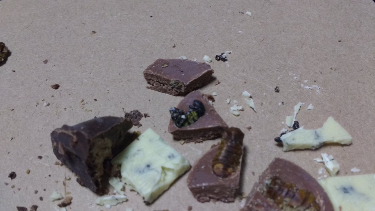 4RealEnglish's tweet photo. We ate #crickets and chocolate with bugs in at #4RealTALKS it was ace! #entomophagy #LoveAtFirstCrunch @WorldEnto https://t.co/f4rbH0bztF
