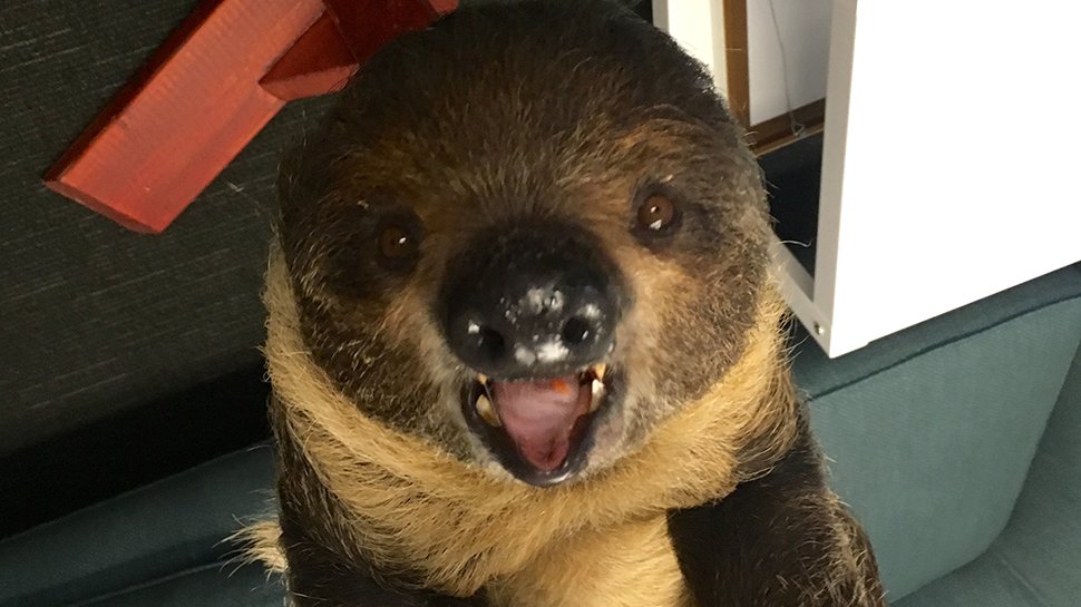 GeekandSundry's tweet photo. #SlothAndSundry: Sid the Sloth Plays D&D https://t.co/E9MZfQ5HyY https://t.co/NCj4xRobuz