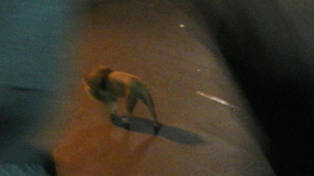 CityofJoburgZA's tweet image. After Braam lion has dealt with your clothes, but you are serious about reuse and recycling... #Pikitup^TK