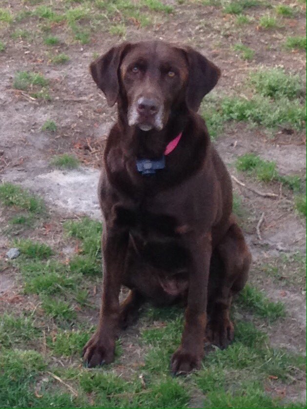 TheLifeofLabs's tweet photo. Guess who has a #birthday today!! #spoiled #labs #dogsoftwitter #labsoftwitter https://t.co/fKziGA45wT