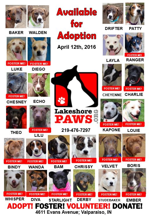 Lakeshore Paws On Twitter New Available Dog Flyer Please Share Valpolife Lakeshorepaws Adoptme Valparaiso Valpo Nwindiana Https T Co Ozxvgeiffv Twitter