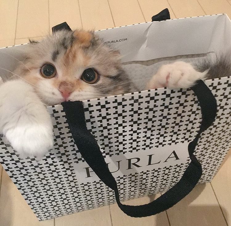 karolin_san's tweet photo. Sweetie 😍

#cat #nice #sweet https://t.co/FbW1TQMYUj
