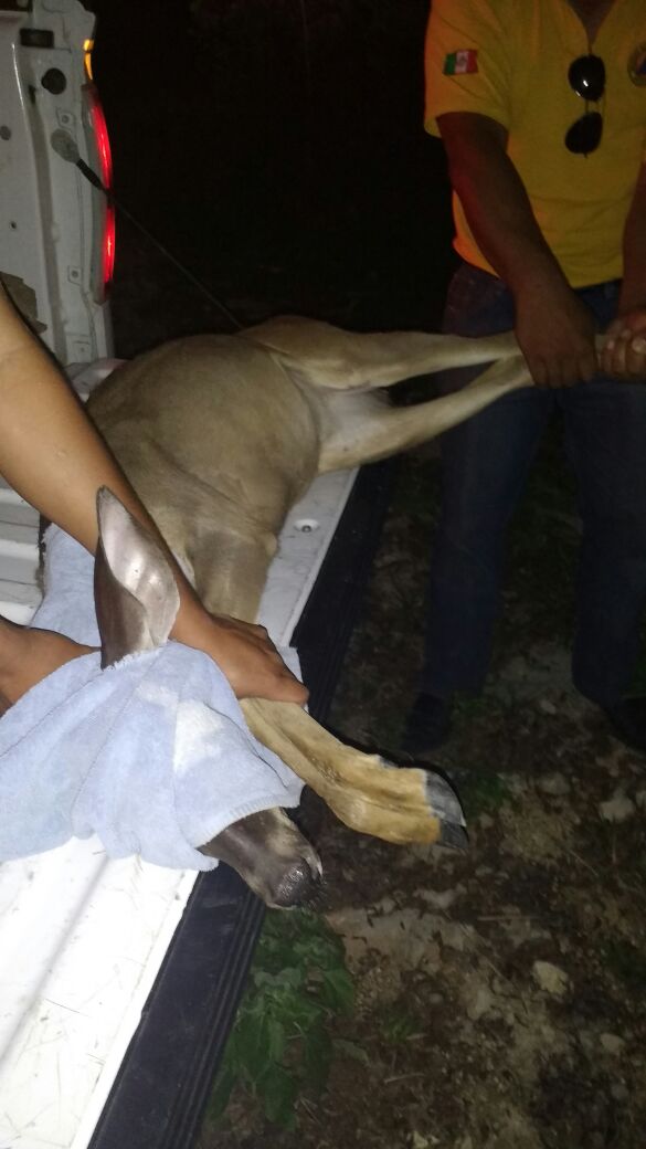 PeriodicoQuequi's tweet photo. #PlayaDC | Protección Civil liberó anoche a un venado que paseaba como turista en la zona de playa. https://t.co/wiZDRYHloW