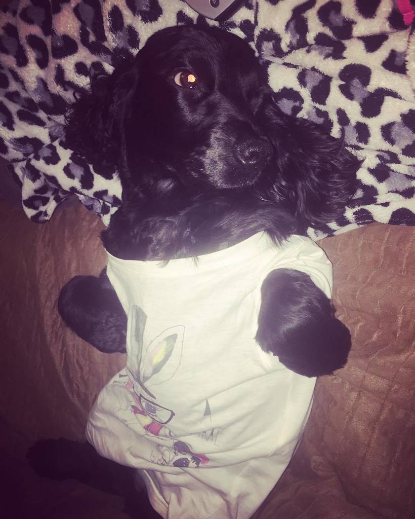 #Chilling #tshirt #recouperating! #ilovemydog #ilmycockerspaniel all sad and wearing her little t shirt lots of lov…