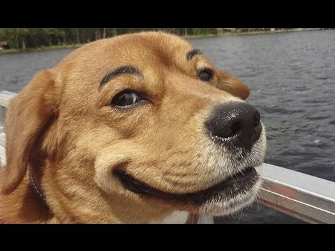 RossCameron33's tweet photo. @campt0n that's ruff dude https://t.co/Zvjoa9pATR
