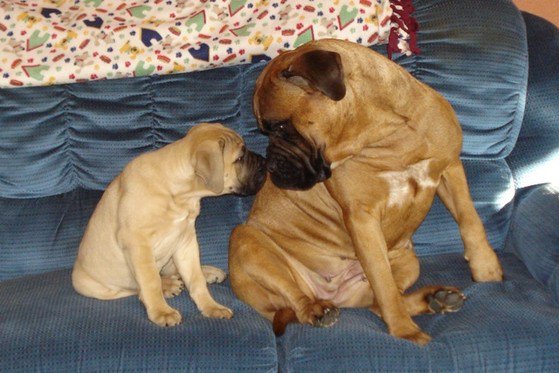 k9Pics's tweet photo. Bullmastiff stare down Sub https://t.co/4LyzeZJi2g