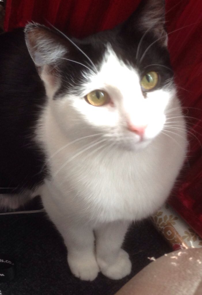 suz78's tweet image. @dwarfgarden @hawkes_kim @pussycatdrama @cougarcalicocat @georgella13 @hugo4de @efthimiak @Aki_and_Kari