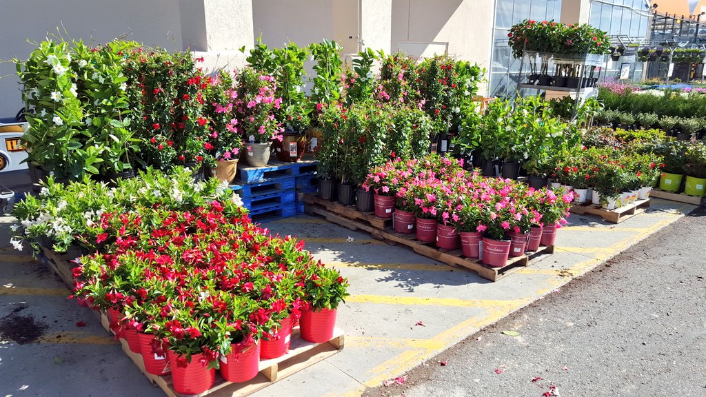 MichaelGPena's tweet photo. Mucho mandevilla!!HD721 @LisaAdamsTHD @joeycn2b @Pat_Fischetti @NickieWilhelm @GLNURSERY @pameladaugher17 https://t.co/uJGyfOnmgU