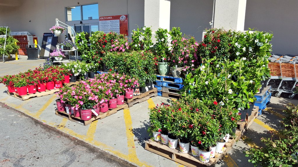 MichaelGPena's tweet photo. Mucho mandevilla!!HD721 @LisaAdamsTHD @joeycn2b @Pat_Fischetti @NickieWilhelm @GLNURSERY @pameladaugher17 https://t.co/uJGyfOnmgU