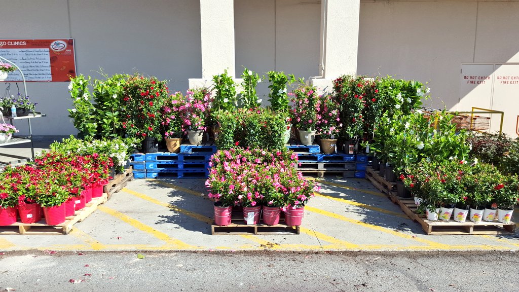 MichaelGPena's tweet photo. Mucho mandevilla!!HD721 @LisaAdamsTHD @joeycn2b @Pat_Fischetti @NickieWilhelm @GLNURSERY @pameladaugher17 https://t.co/uJGyfOnmgU