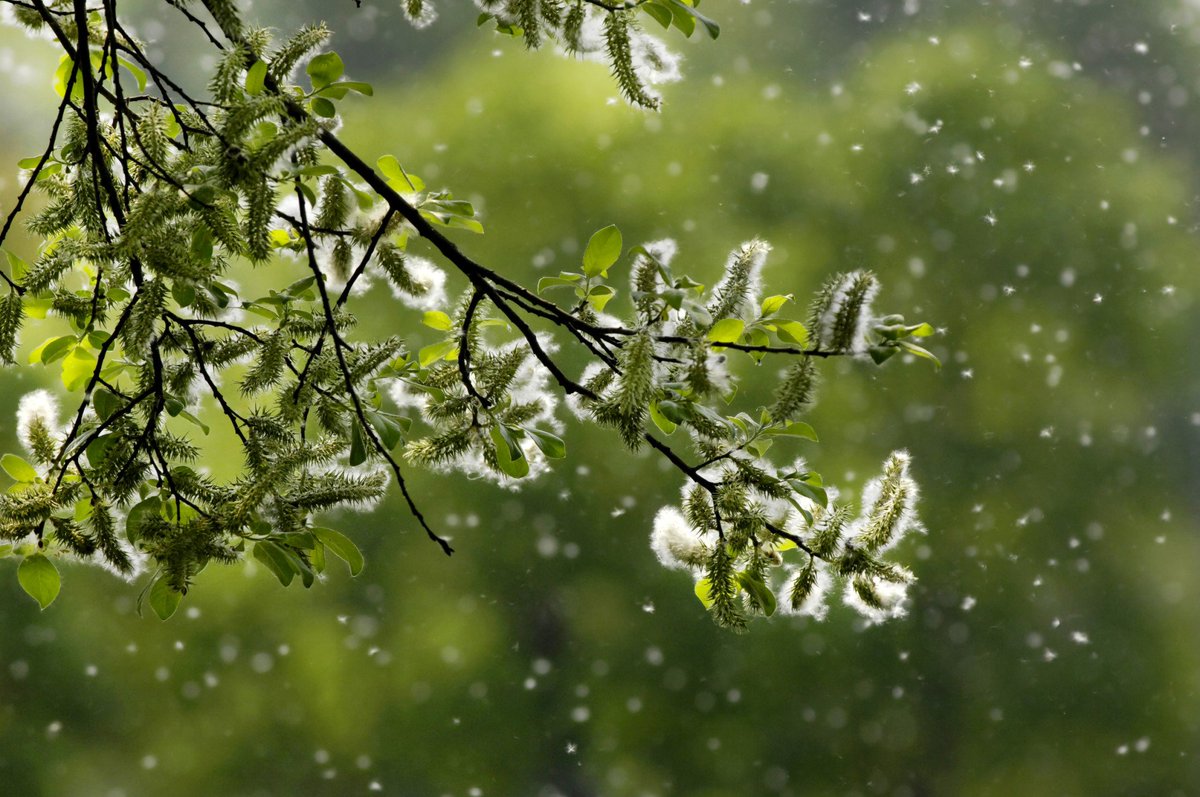TSVCap's tweet photo. Why are allergies on the rise? @watchup presents an interesting theory in this video: https://t.co/AhvBaAJz6k https://t.co/rAQHDd2yXw